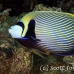 angelfish_emperor_crci_mb_h_0064_png1850.jpg